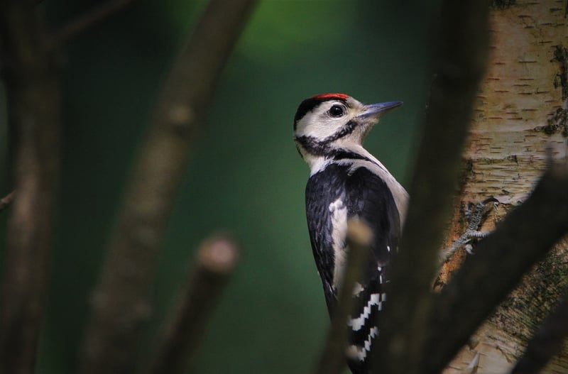 Bird Feeder