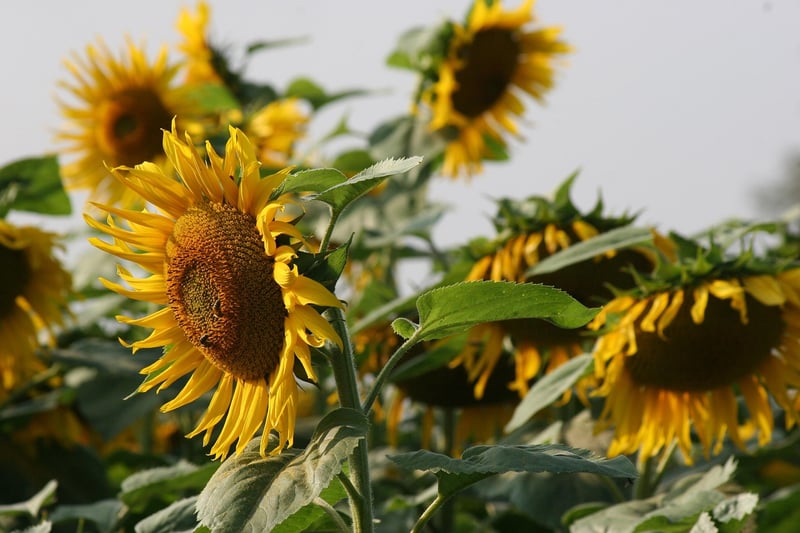 Garden Planting